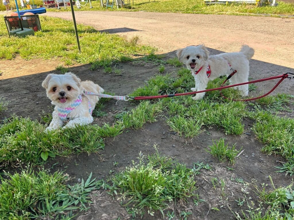 秋ヶ瀬BBQガーデンでワンちゃんと一緒