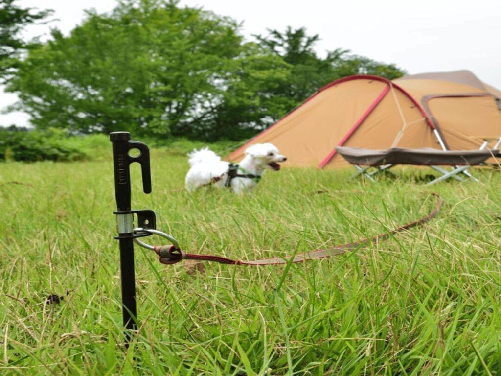 BBQ広場でワンチャンと一緒